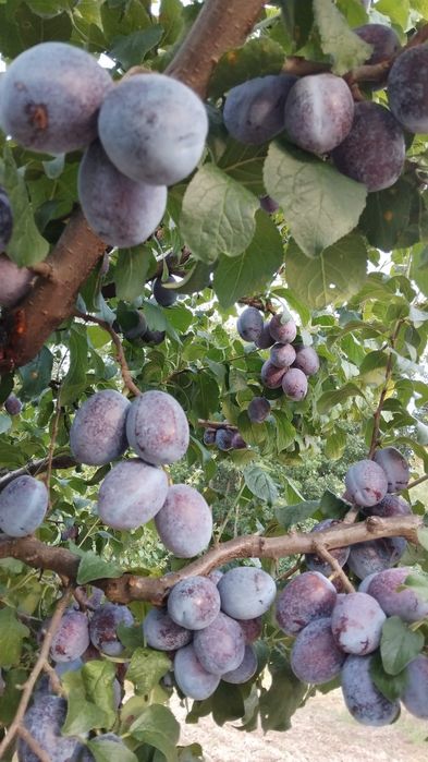 Prune la super pret