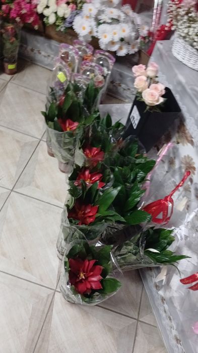 Продам комнатные цветы