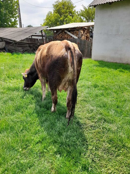 Vând vacă rasa Angus, în vârstă de doi ani, la prima fătare, culoare brună.   Pentru detalii sunați la număr de telefon 0751197375.