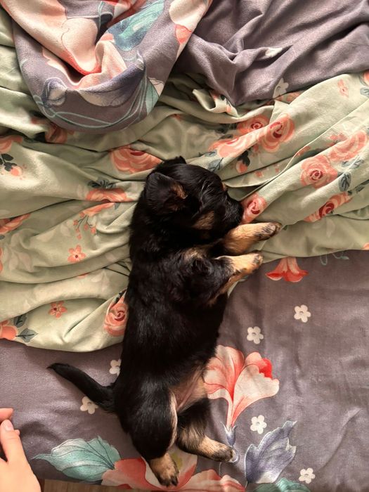 Отдам бесплатно щенка такса(помесь)