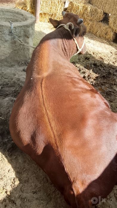 Buqa sotiladi kelishiladi