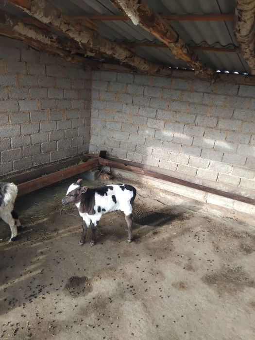 Сиыр бызауымен сатылады