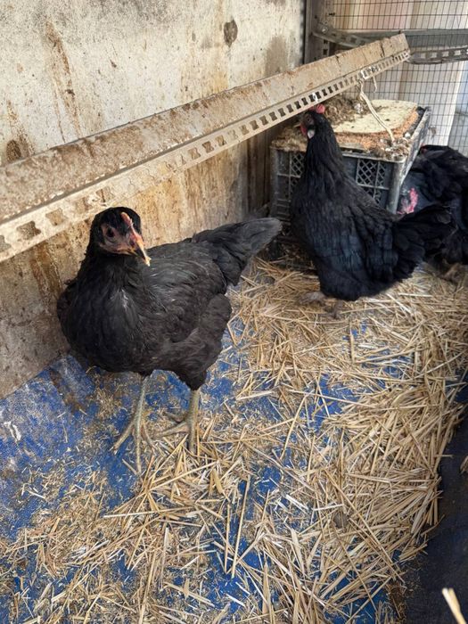 Tovuq sotiladi zoti Qora shahzoda