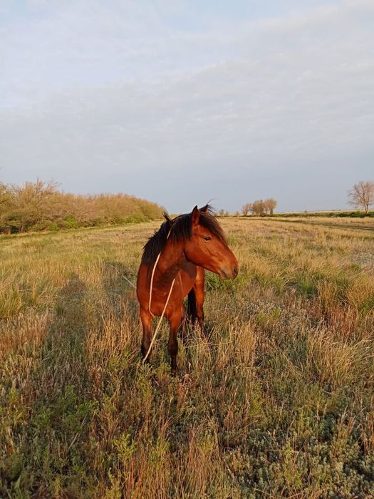 Айгыр сатылады, уйыр устайды,