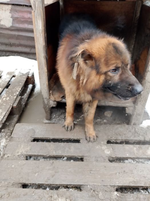 Овчарка немецкая кабель.