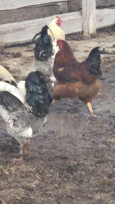 Продаю петухов.