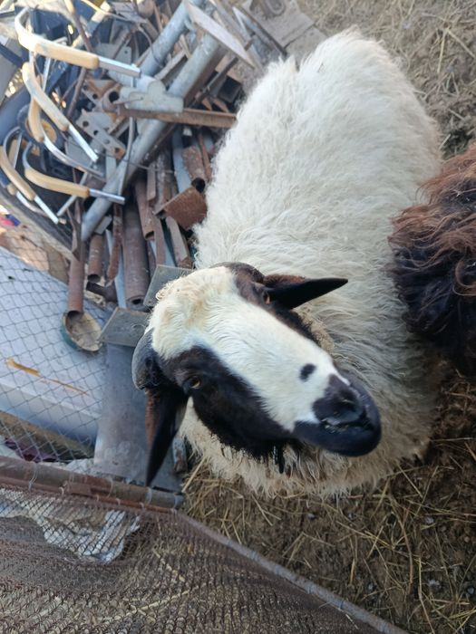 Продам молодого барана.