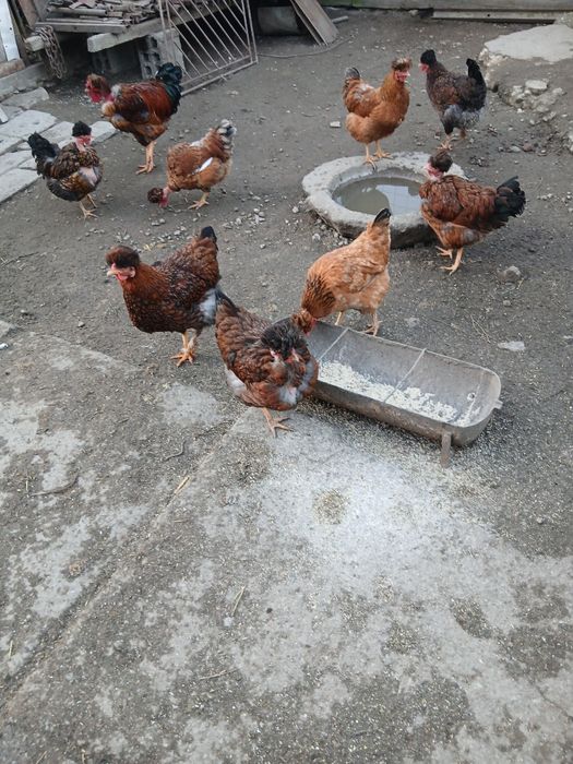 Gaini motate  golase