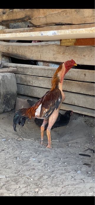 Дакан жоже бойцовый