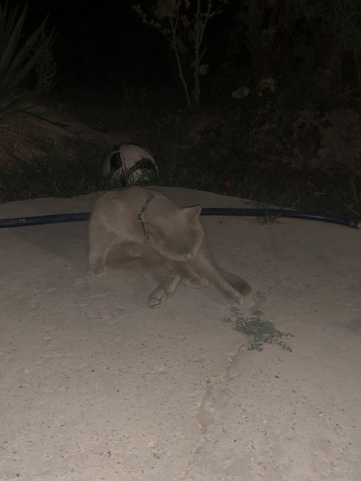 Кошка глей красавиц 2 года