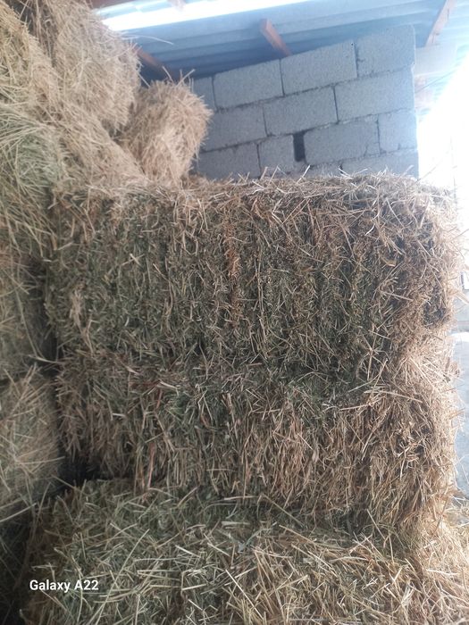 Шөп бар сатылады