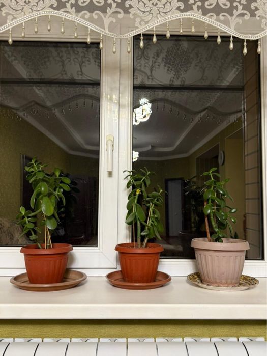 Продаю Комнатные цветы