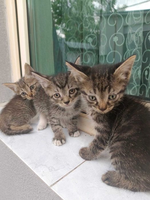 Отдадим котят в хорошие руки