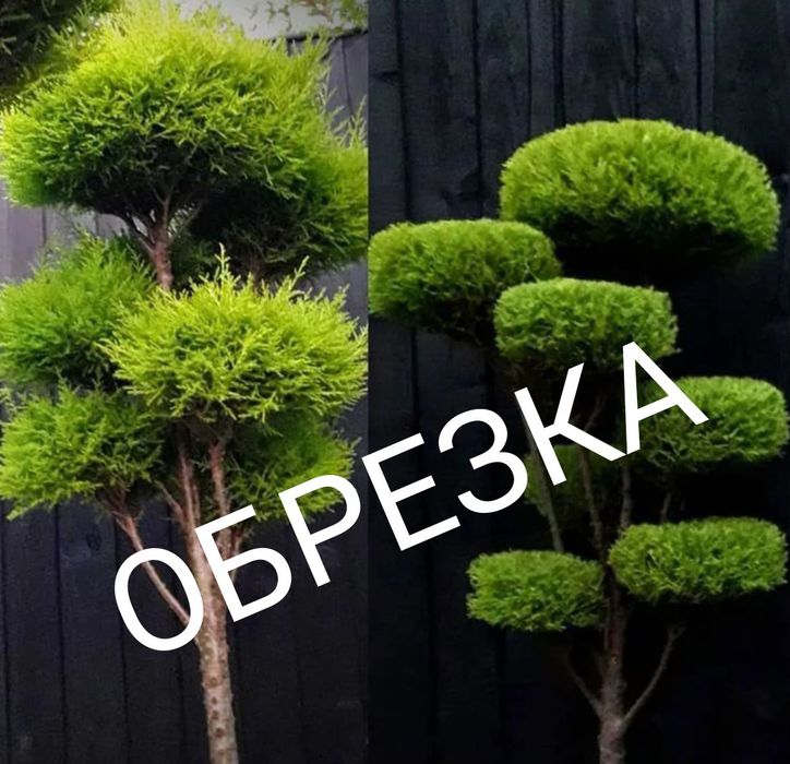 Летняя обрезка плодовых деревьев.