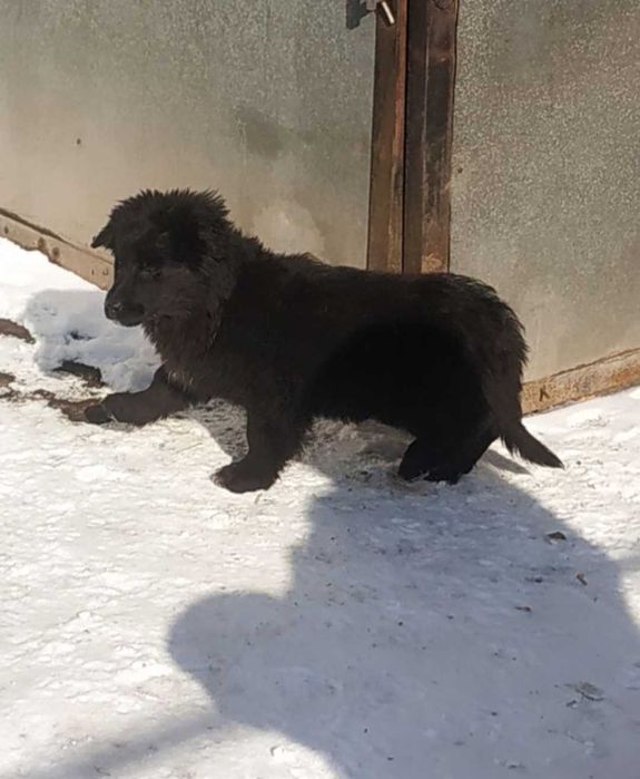 Щенки в добрые руки