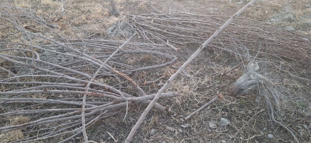 Daraxt o‘tin sotiladi,  kovlangan, kesilgan