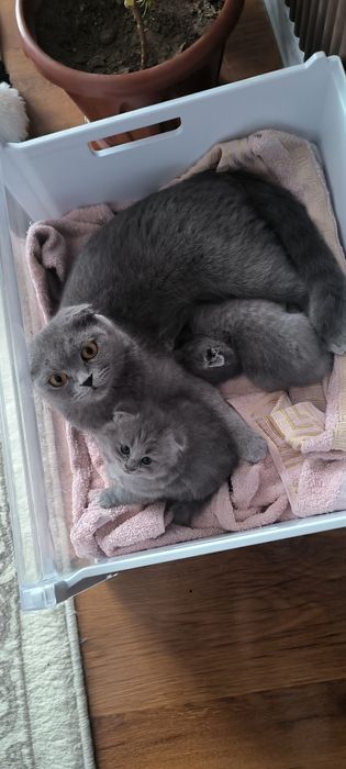 Skottish food   toza zotliy mushuk