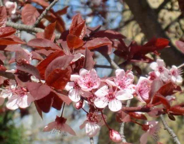 Червенолистна слива pissardi в саксия