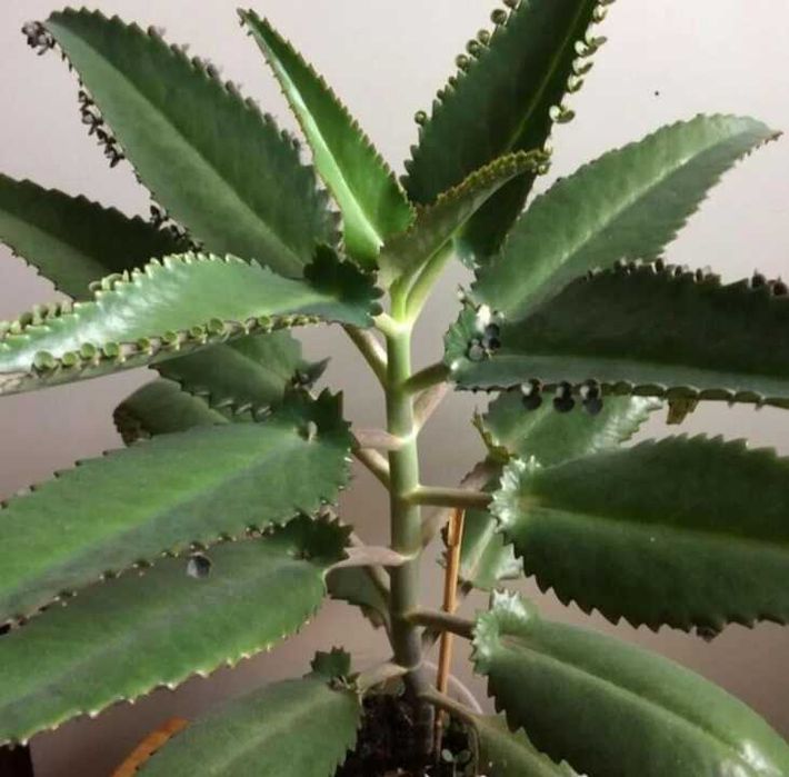 Каланхоэ лечебный