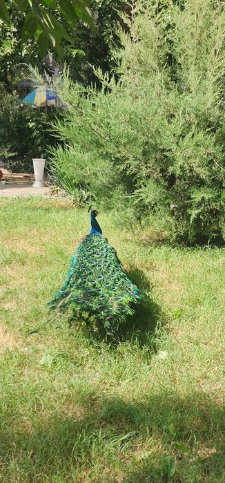 Tovuslar sotiladi 4 dona nar 2 dona moda.