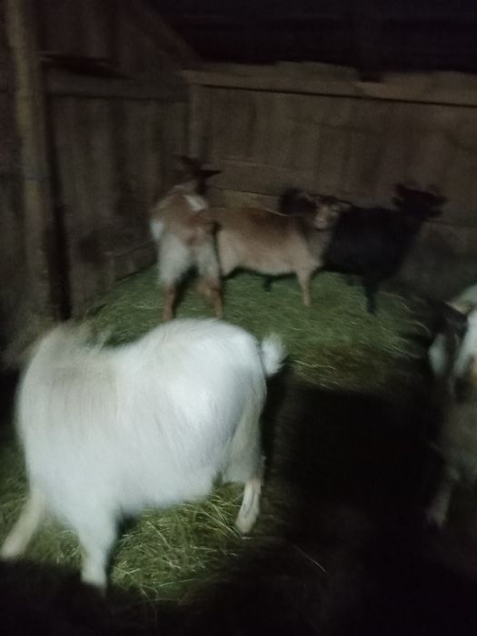 Vand 4 capre gestante