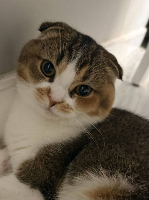 Скоттиш фолд. Девочка