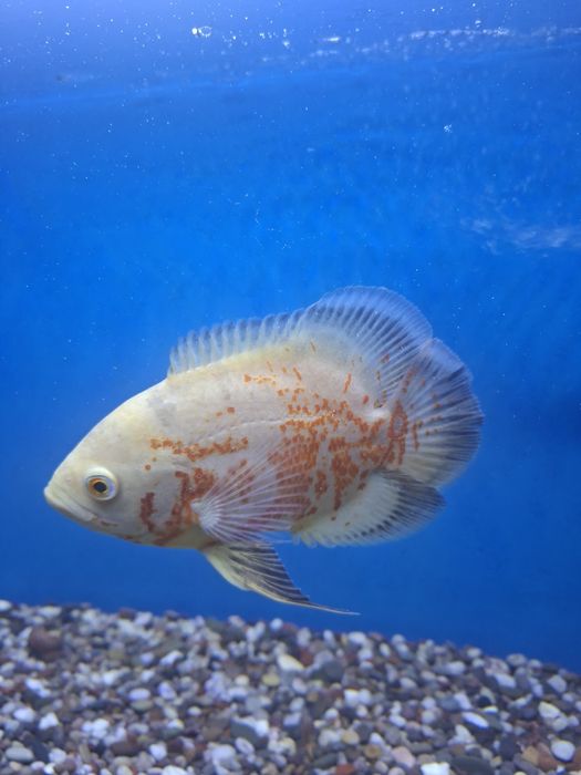 Рыба астронотусы пара