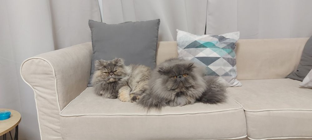 Персийски котета родени на 23.05.26г.