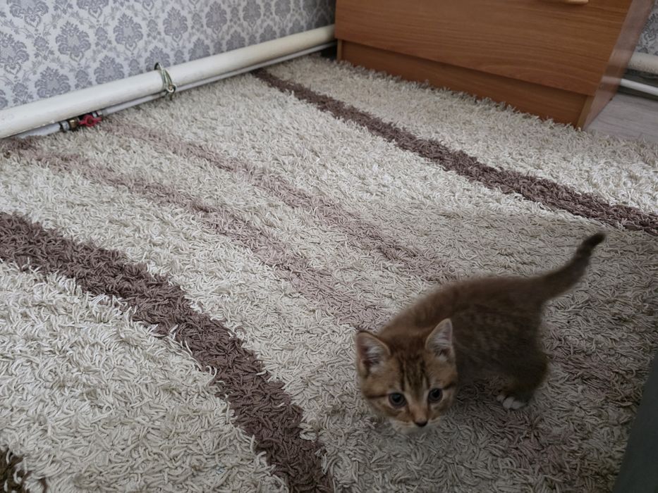 Отдам котенка. Кобель
