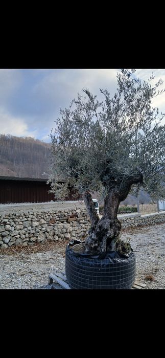 Măslini olea secular