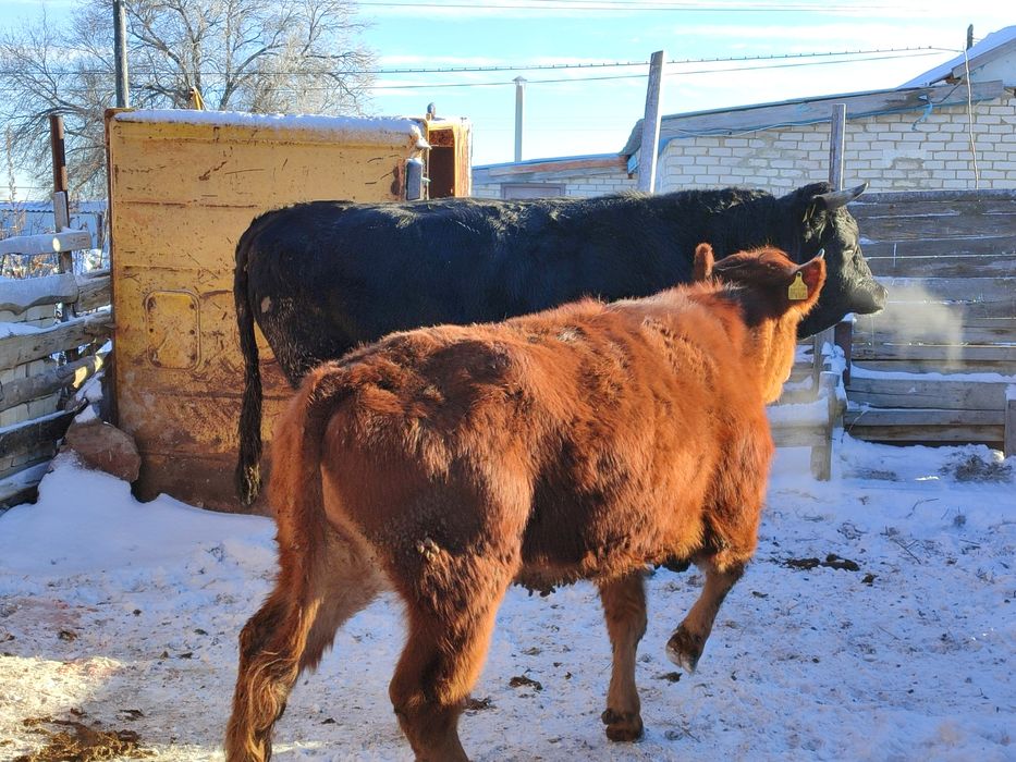 Продам Быка, телку