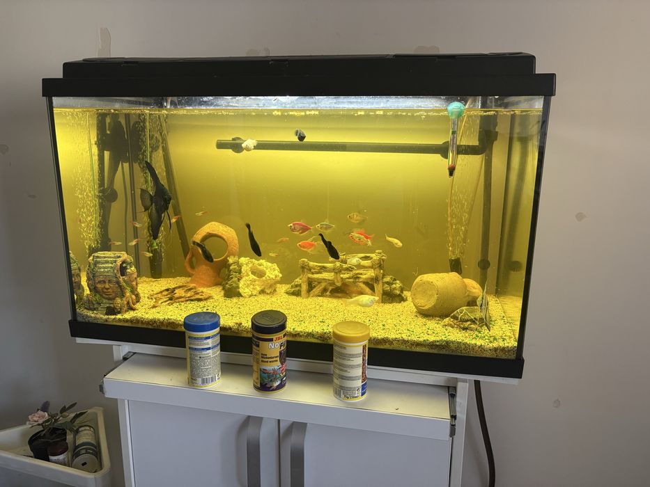 Acvariu complet echipat gata de utilizare
