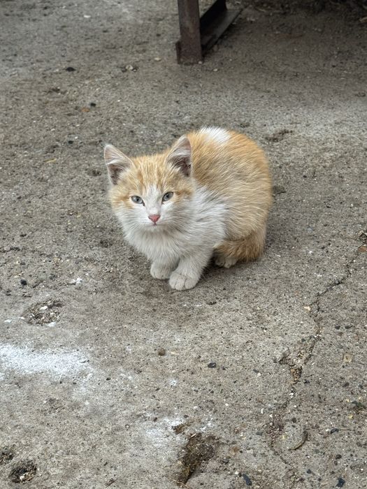 милые котята.