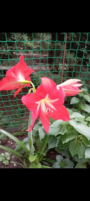 Цветок Гиппеаструм