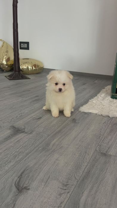 Pomeranian spitz pitic