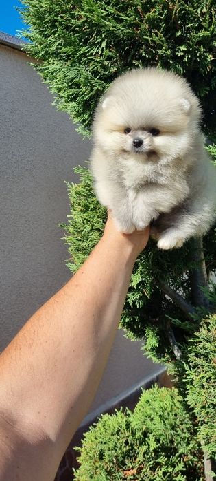 Померан померанче