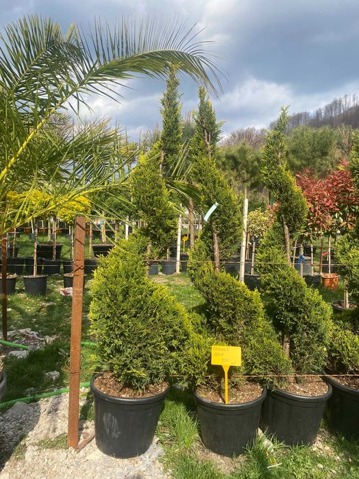 Plante Ornamentale pentru Case si Vile