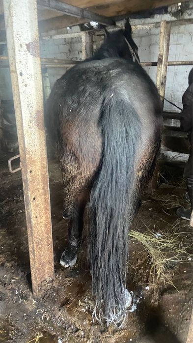 Семиз бие 7 жасар