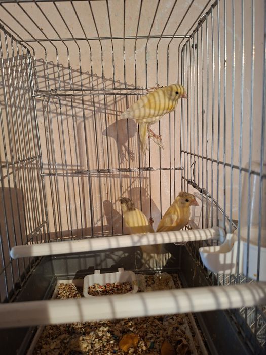 Птицы канарейки...