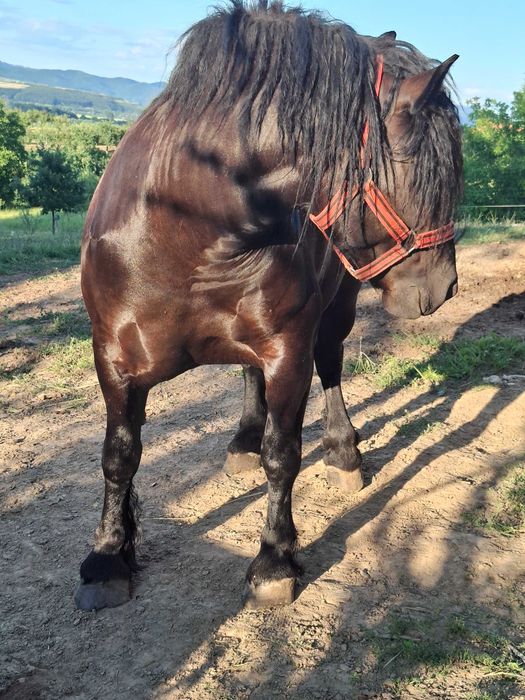 Vand manza grea de trei ani