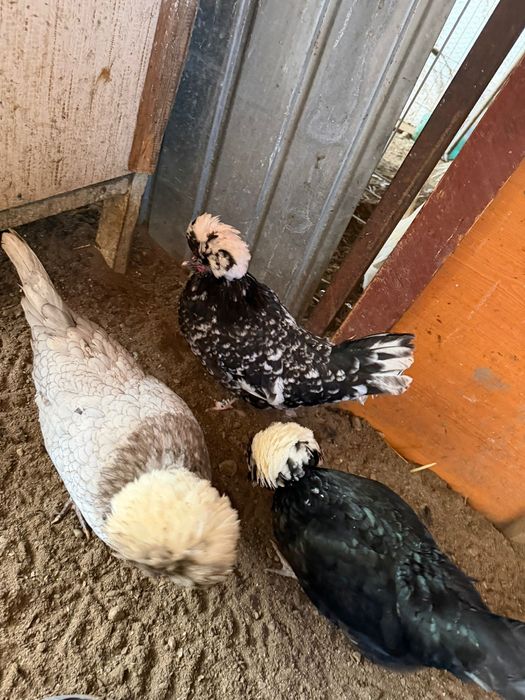 Vand oua motate olandeze