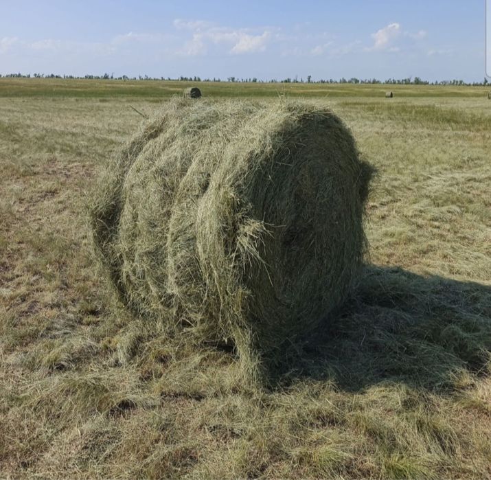 Продам сено самовывоз