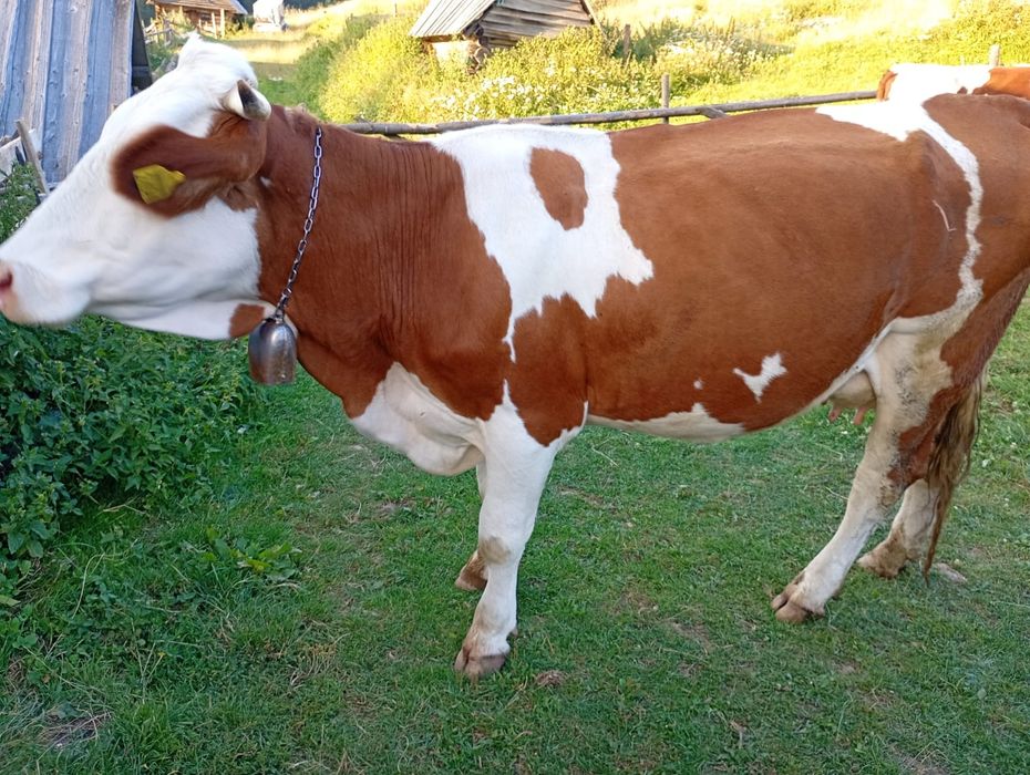 Vând vacă de 5 ani