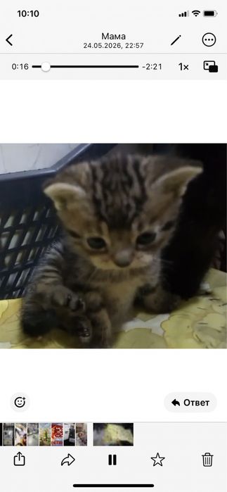 Котята в добрые руки