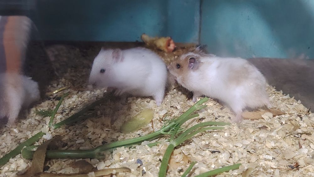 Сирийские хомяки