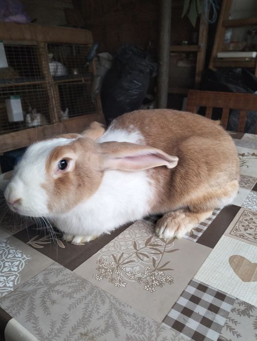 Iepuri hycole francez