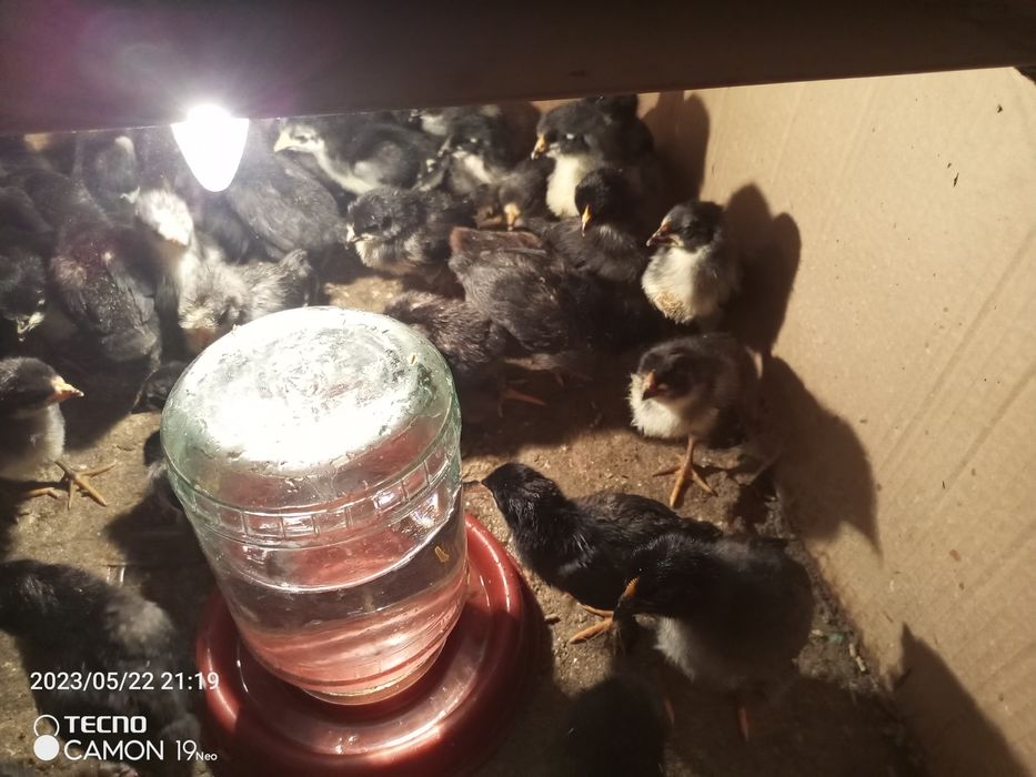 Кора шахзода жужалари 7 кунлик