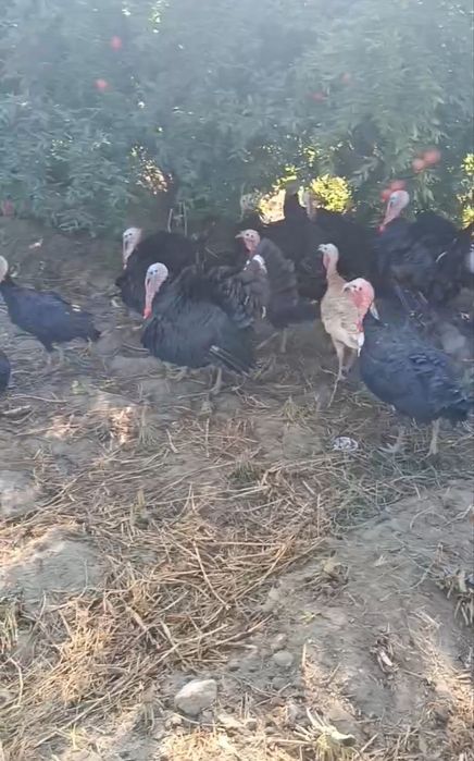 Индюки Индюшки продаётся