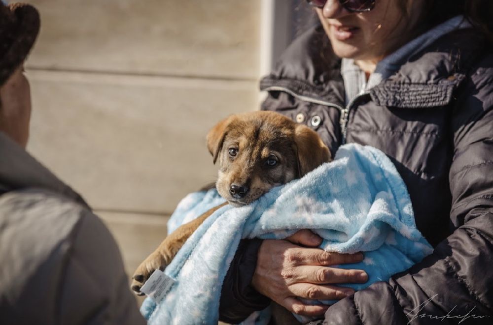 Търсят се осиновители за кучета бебета!