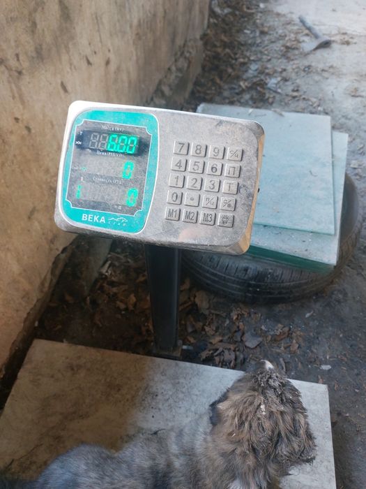 Щенков алабая сука